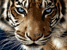 Load image into Gallery viewer, AZQSD Animals Oil Painting By Numbers For Adults Paints By Number Canvas Painting Kits 50x40cm DIY Gift Home Decor
